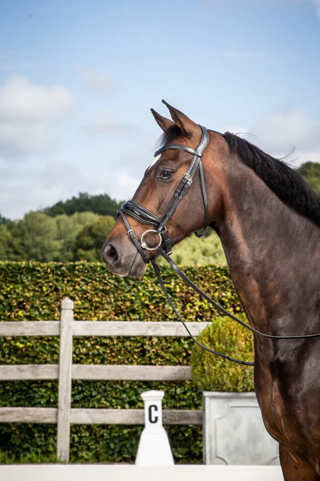 Dy'on Dressage Collection Patent Large Crank Noseband Bridle With Flash