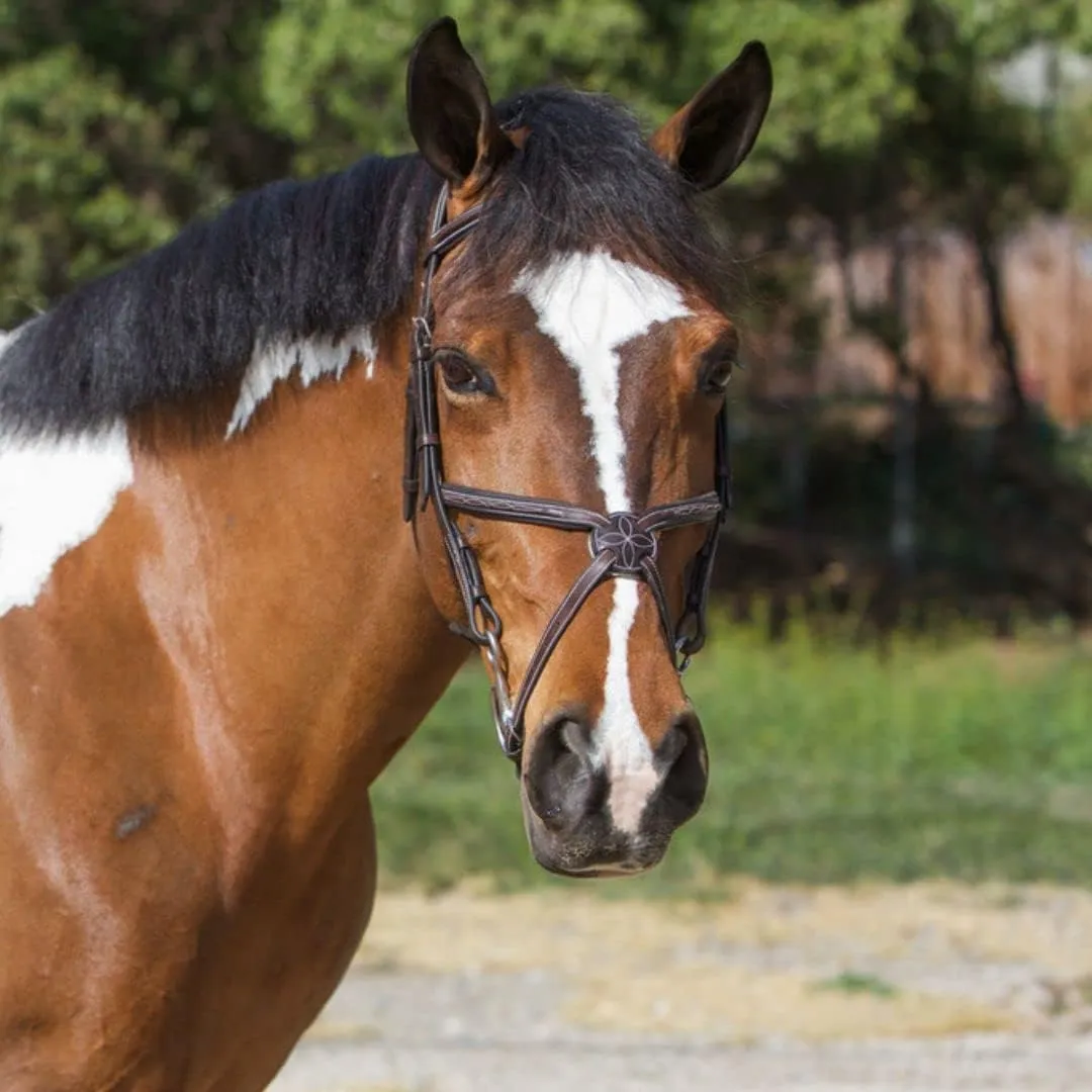 Exion Jumping Horse Bridle | Anatomical Figure 8 Bridle with Fancy Stitching & Padded Grackle Noseband | Rubber Grip Reins & Brass Buckles | English Tack for Equestrian Show & Training