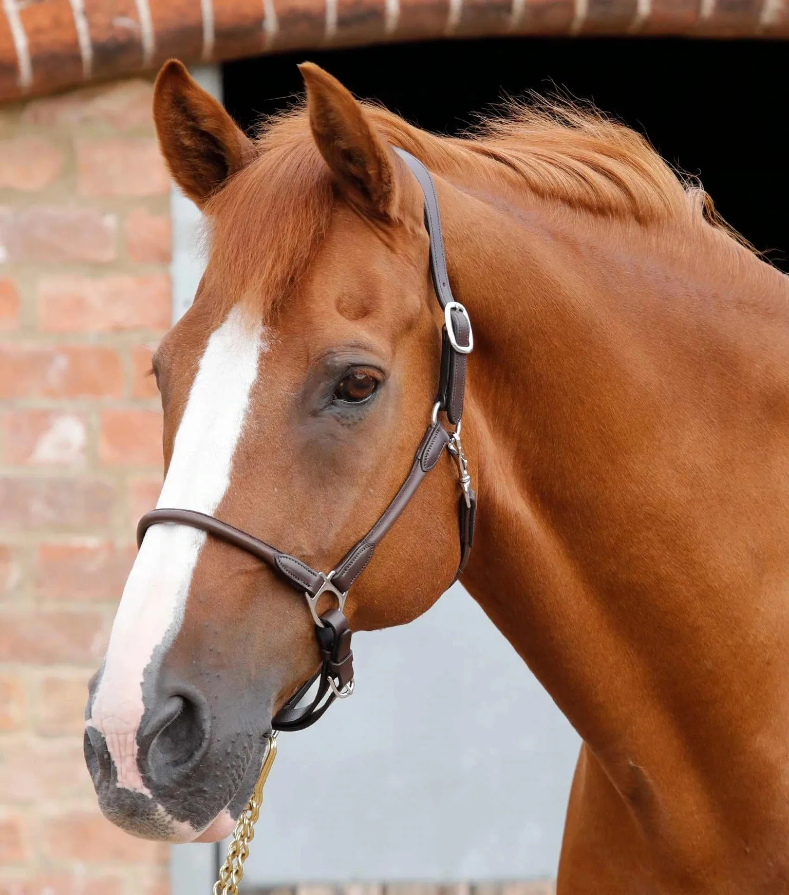 Hennaroso Rolled Anatomic Leather Head Collar