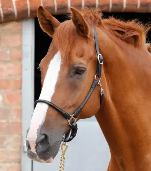 Hennaroso Rolled Anatomic Leather Head Collar